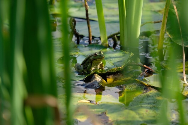 Photo high angle view of turtle in lake