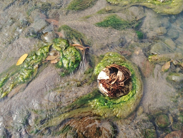 High angle view of turtle on rock by lake