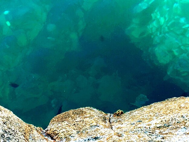 High angle view of turtle in sea