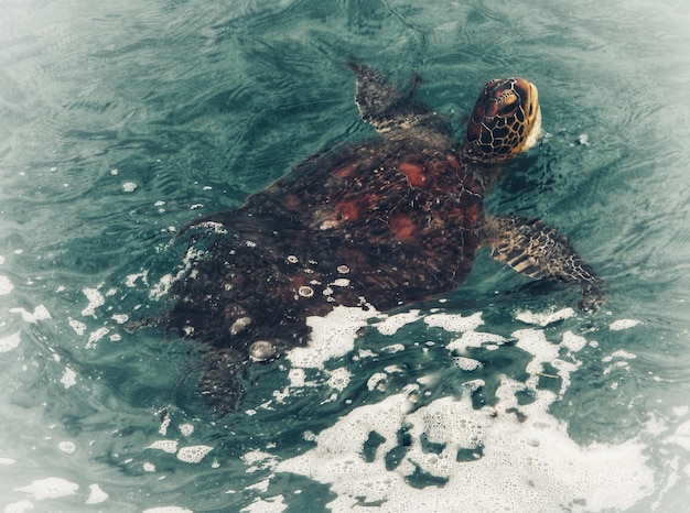 Photo high angle view of turtle in sea