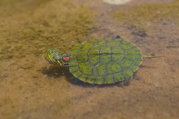 海中のカメの高角度の写真