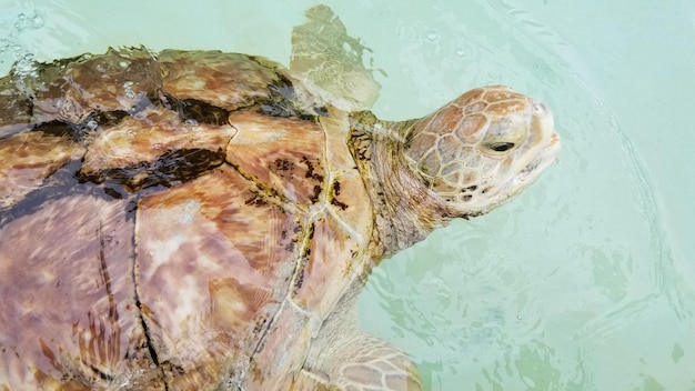 Foto vista ad alta angolazione di una tartaruga in mare