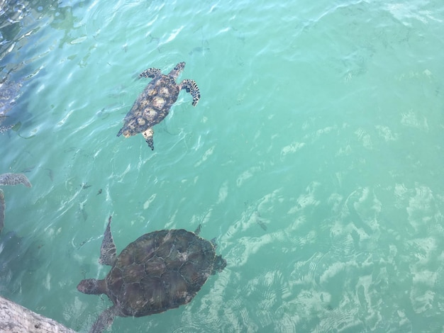 海中のカメの高角度の写真