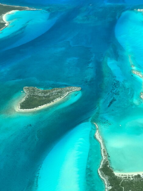 High angle view of turtle in sea