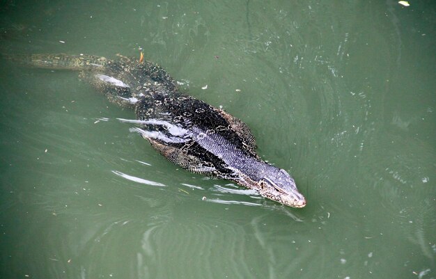 湖で泳いでいるカメの高角度の景色