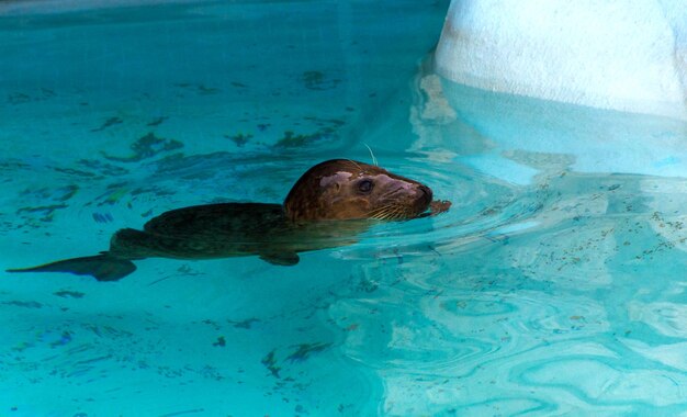 High angle view of turtle in swimming pool