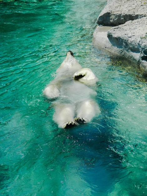 スイミングプールでのカメの高角度の眺め