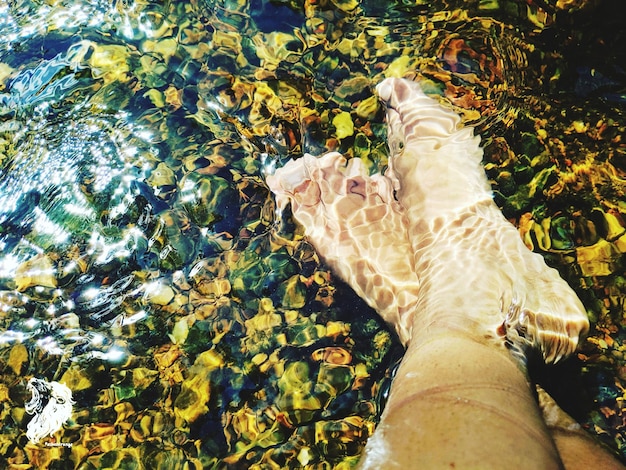 Foto vista ad alto angolo di una tartaruga in piscina