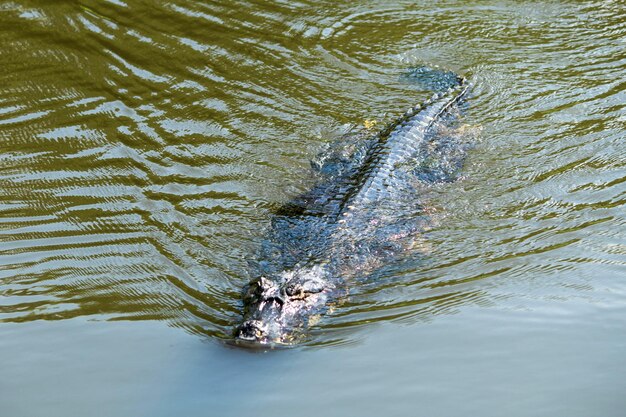 Высокоугольный вид черепахи, плавающей в реке