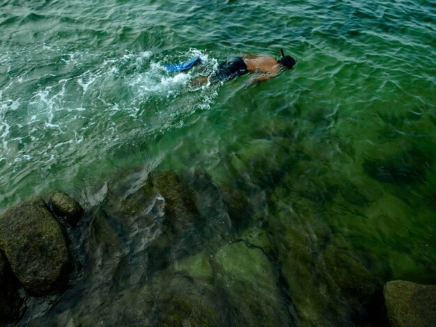 High angle view of turtle swimming in sea