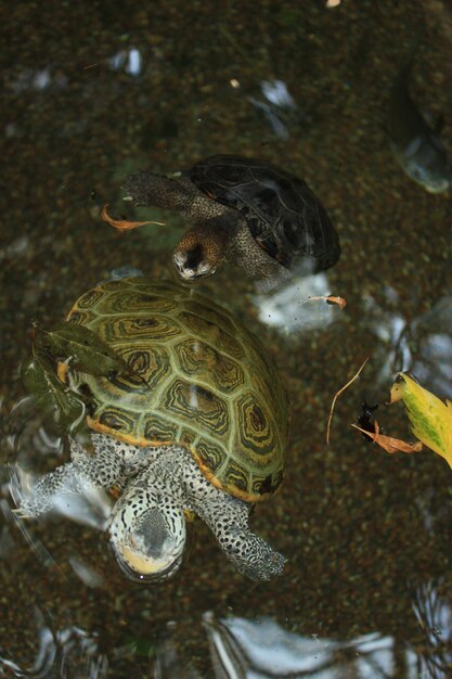 Photo high angle view of turtle swimming in sea