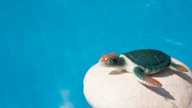 High angle view of turtle swimming in sea