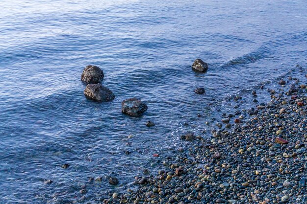 High angle view of turtle swimming in sea