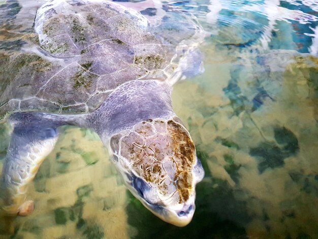 Foto vista ad alta angolazione di una tartaruga che nuota in mare