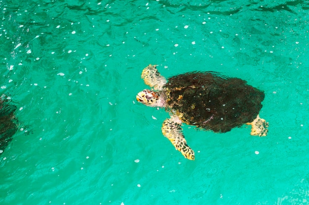 Foto vista ad alta angolazione di una tartaruga che nuota in mare