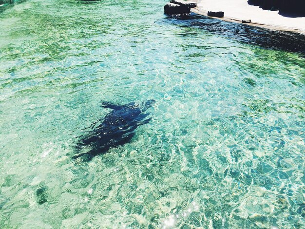 High angle view of turtle swimming in water