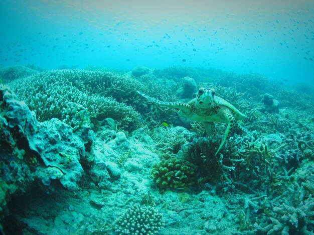 High angle view of turtle underwater