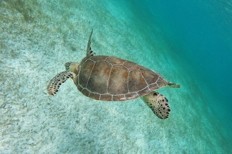 Photo 水中のカメの高角度の眺め