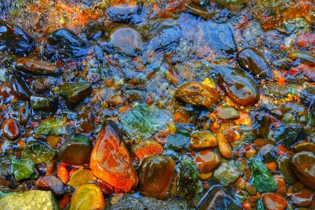 High angle view of turtle in water