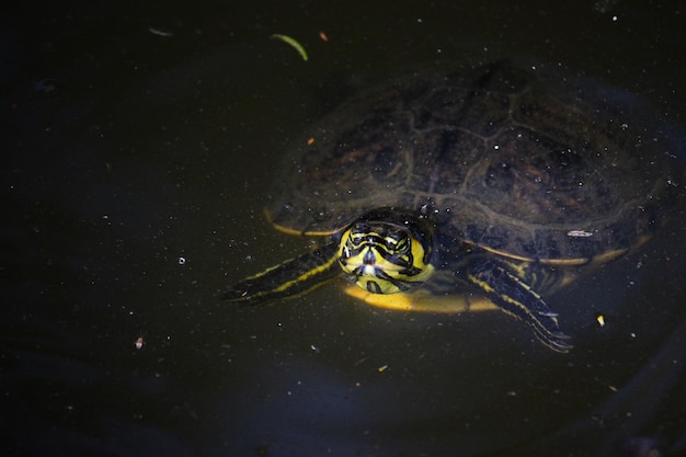 High angle view of turtle in water