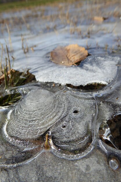 High angle view of turtle in water