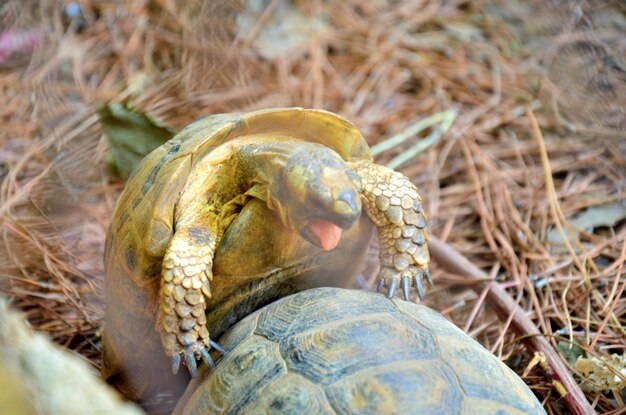 Photo high angle view of turtles mating on field