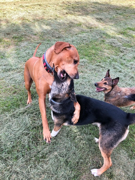 Foto vista ad alta angolazione di due cani sul campo