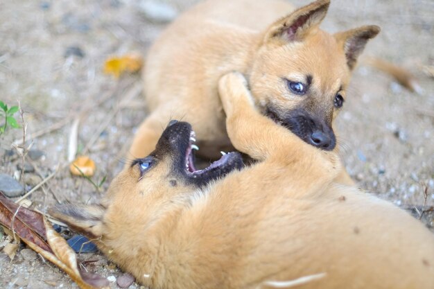 Foto vista ad alto angolo di due cani sdraiati sulla terraferma