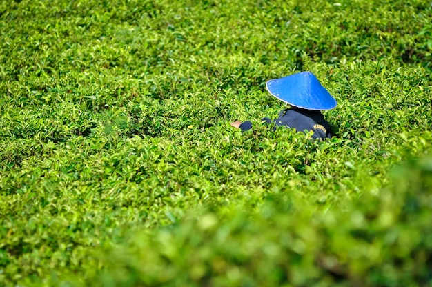 High angle view of umbrella on field
