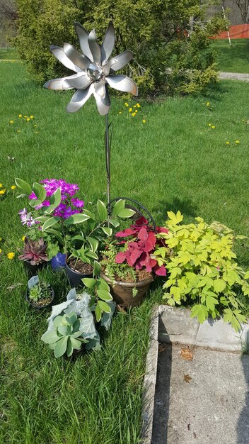 High angle view of various flowers blooming on field