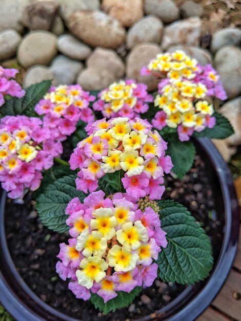 High angle view of various flowers in pot