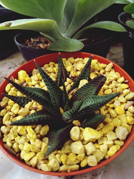 High angle view of vegetables in bowl