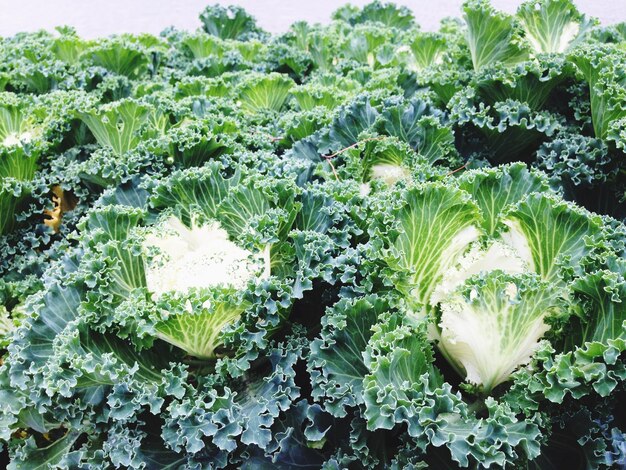 Photo high angle view of vegetables on field