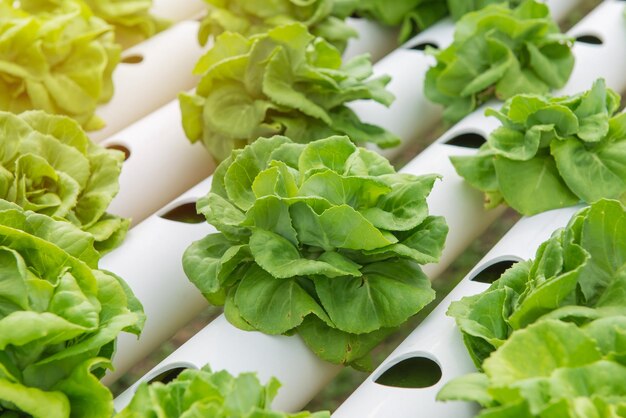 High angle view of vegetables in plate