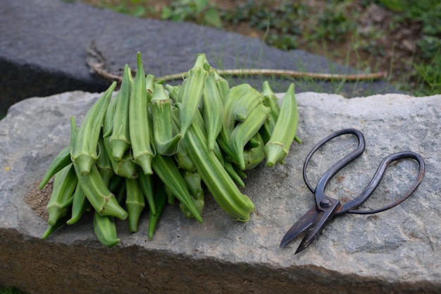 High angle view of vegetables on rock