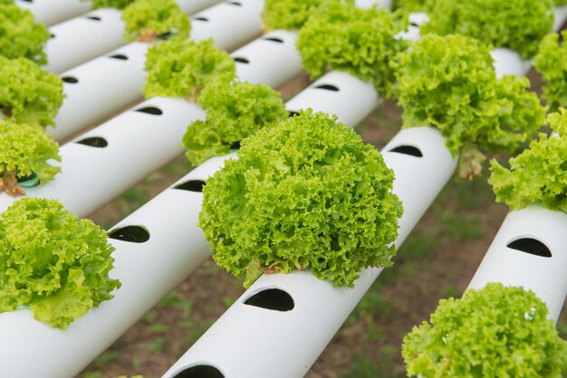 High angle view of vegetables on table