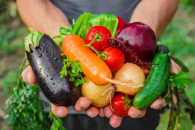 Photo high angle view of vegetables