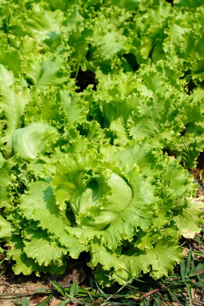 High angle view of vegetables