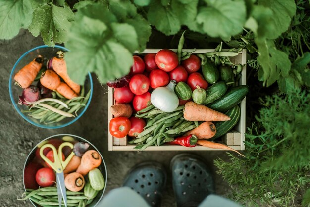 Photo high angle view of vegetables