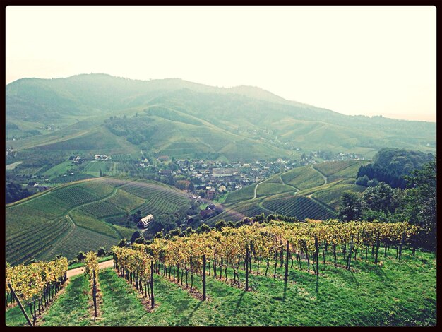 Photo high angle view of vineyard