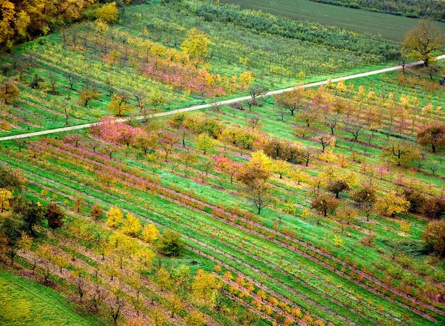 High angle view of vineyard