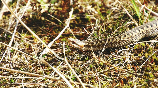 Foto vista ad alto angolo del serpente vipera sull'erba secca