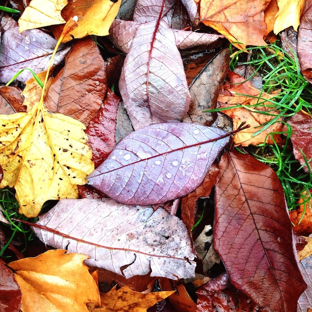 High angle view of water drops on dry leaves