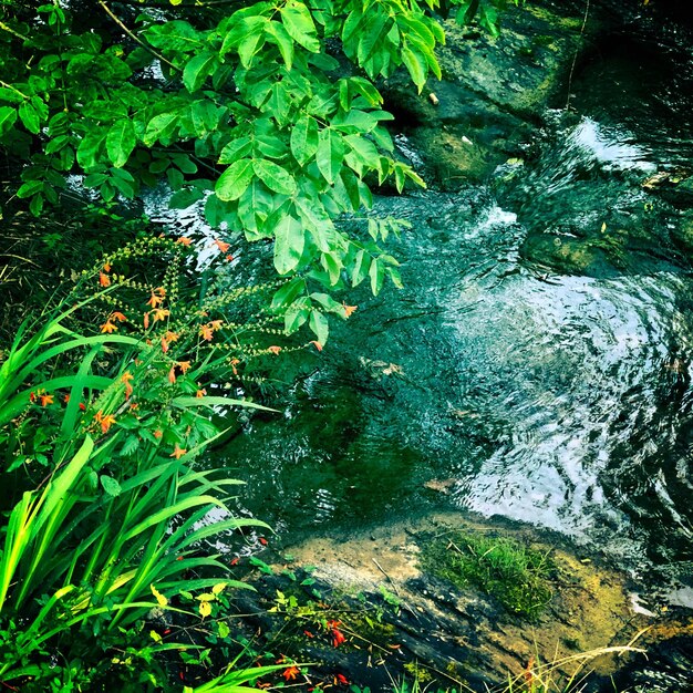 High angle view of water flowing in forest