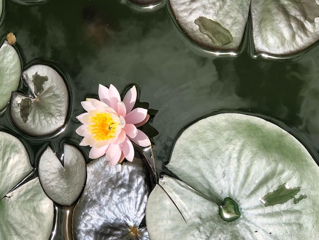 Photo high angle view of water lilies in lake