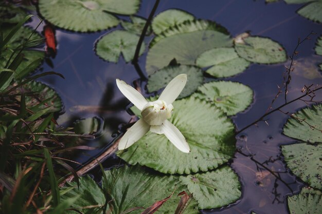 Photo high angle view of water lily bud blooming in pond