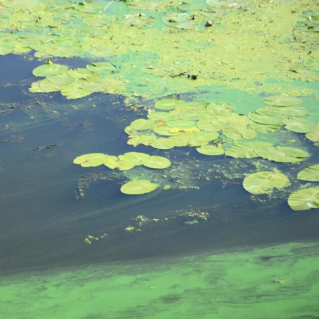 Foto vista ad alta angolazione della giglia d'acqua nel lago