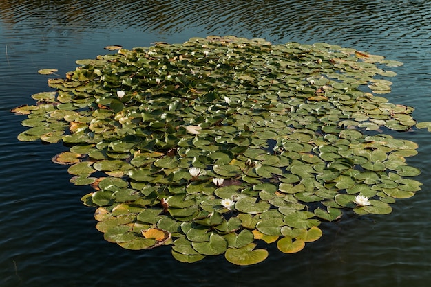 Foto vista ad alta angolazione della giglia d'acqua nel lago