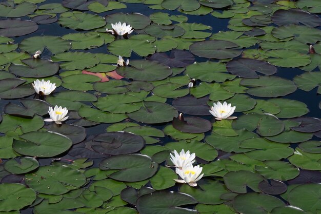 Foto vista ad alta angolazione della ninfila d'acqua nel lago