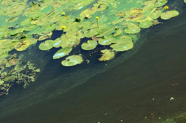 Foto vista ad alta angolazione della giglia d'acqua nel lago